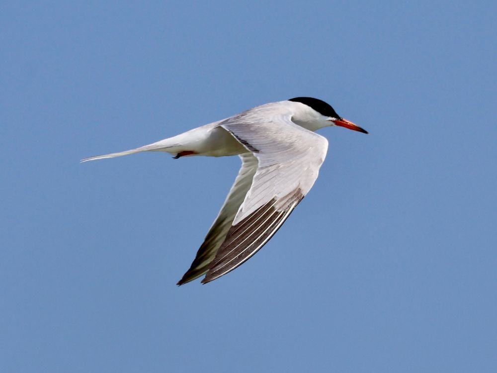 A common tern flaps its wings as it flies along the beach
