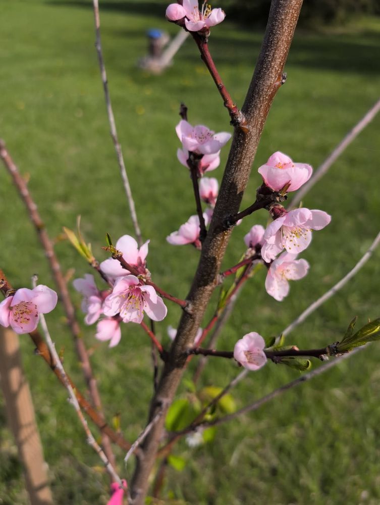 Close up of some pink peach flowers on a tree branch