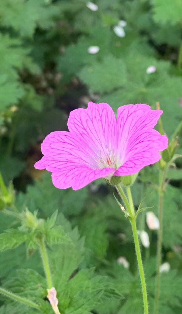 Rosa Blüte eines Storchschnabels umgeben von Grün.