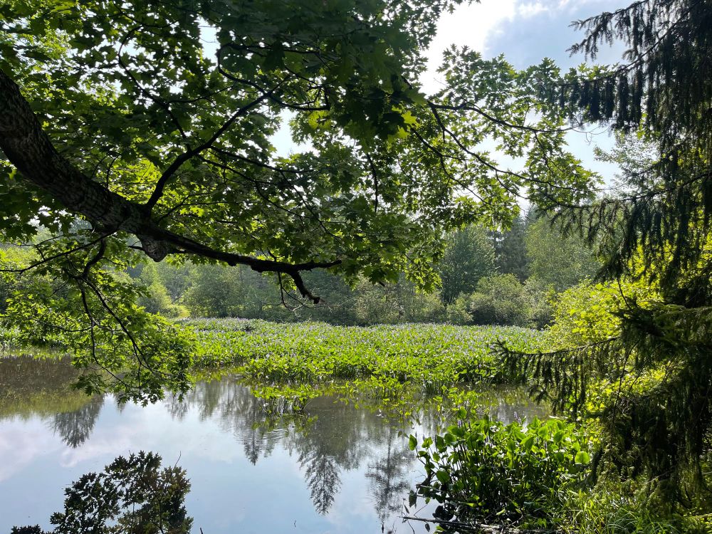 Pond, branches, water plants, and a bit of blue sky. 