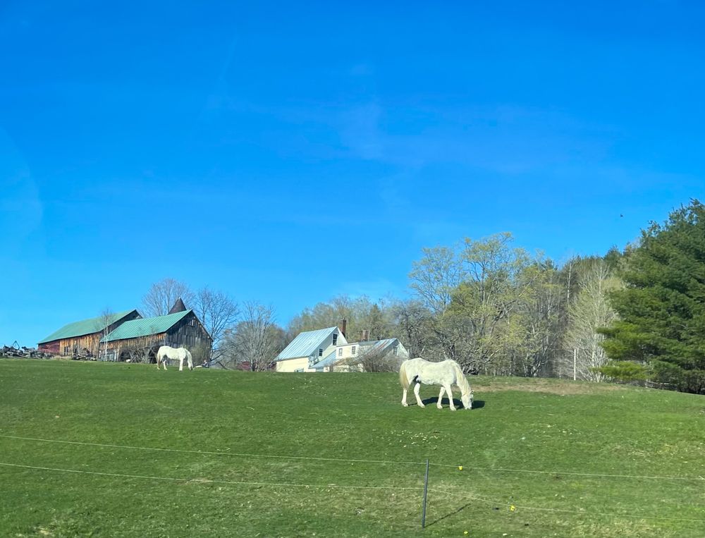 Blue sky in Vermont. White horse in foreground and green green grass. 