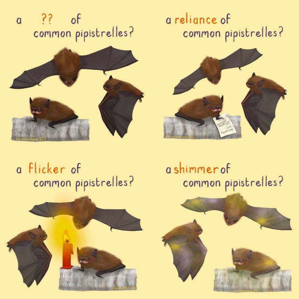 Comical illustrations of three different options to describe a group of common pipistrelles. Option 1: a reliance of common pipistrelles showing three bats, one of which has a ‘bat spotting’ checklist with ‘common pipistrelle’ ticked off. Option 2: a flicker of common pipistrelles showing three bats around a lit candle. Option 3: a shimmer of common pipistrelles, showing three bats with a flick of light on their wings.