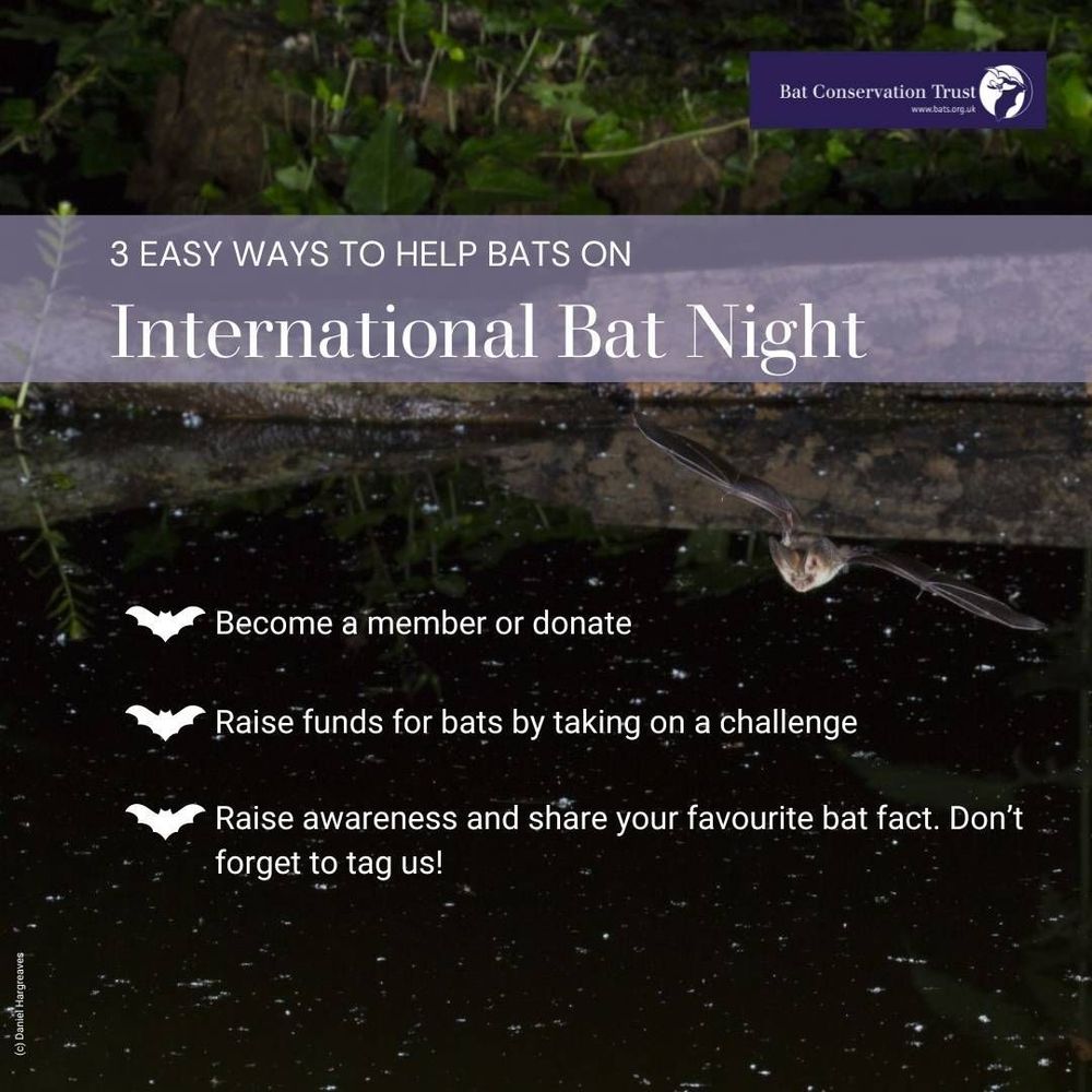 Graphic with a background photo of a brown long-eared bat flying over a pond at night. The copy on the graphic reads: 3 easy ways to help bats on International Bat Night: - Become a member or donate - Raise funds for bats by taking on a challenge - Raise awareness and share your favourite bat fact. Don't forget to tag us!