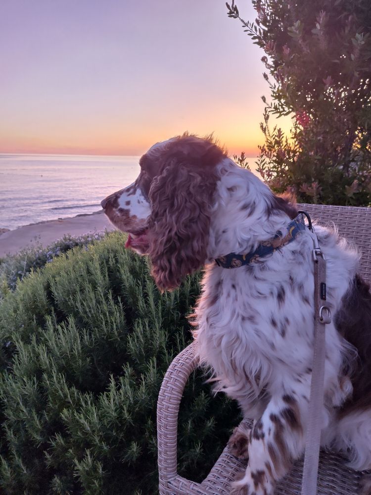 Jesse, der braun weiße Springer Spaniel sitzt vor einem Rosmarin Strauch und schaut aufs Meer 