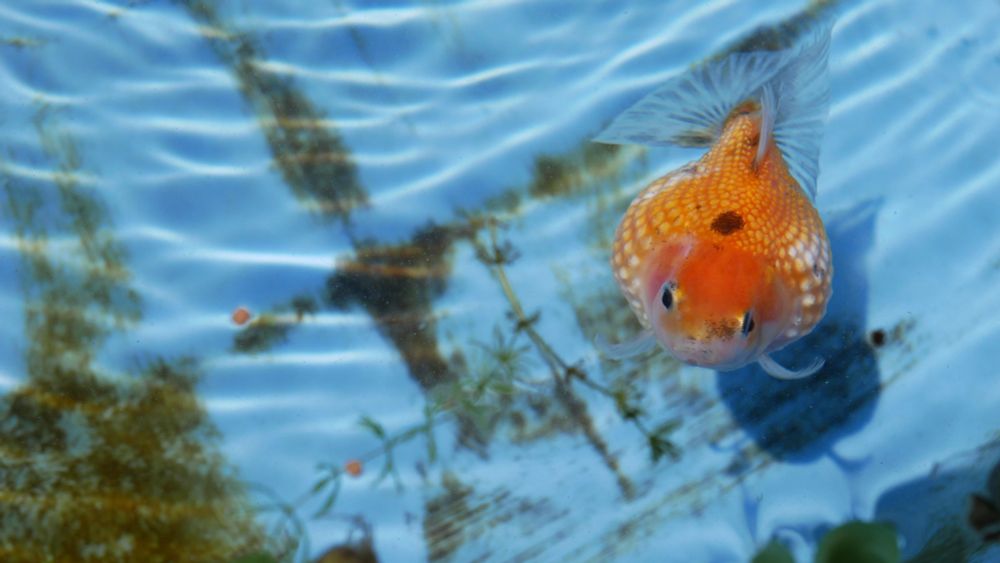 ピンポンパール