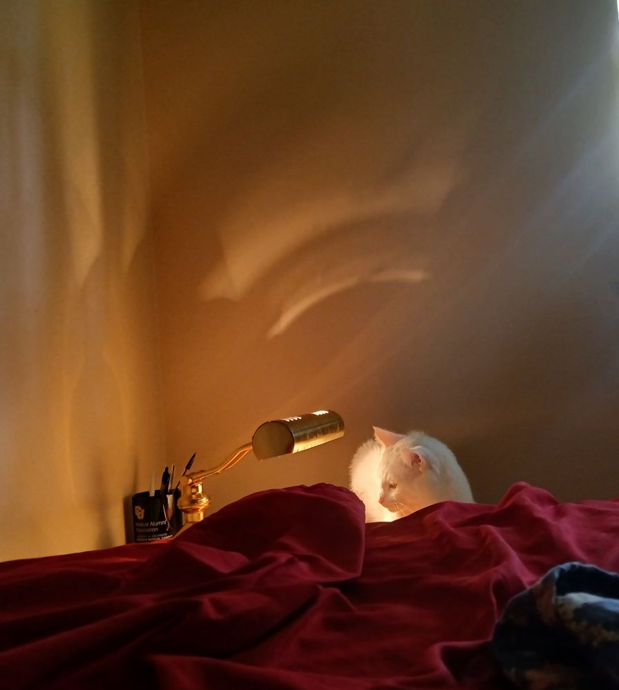 White cat named garlic sitting by a desk lamp near my bed. The sheets are red and rumpled