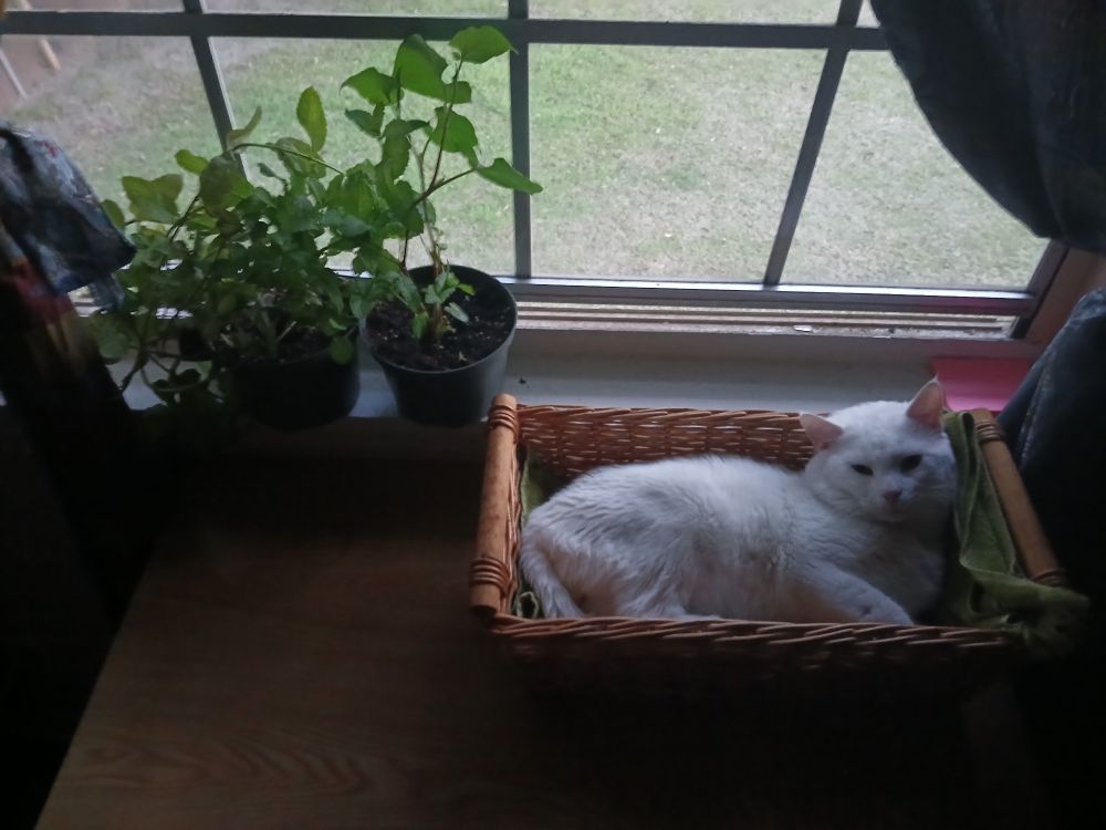 White cat in a picnic basket next to a windowsill. There are several of my plants on the sill