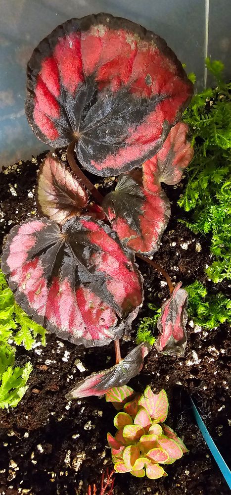 Here's a close up of a (maybe Harmony's Rockin' Robin?) red Rex Begonia baby with some Selaginella and Fittonia in a prop box.