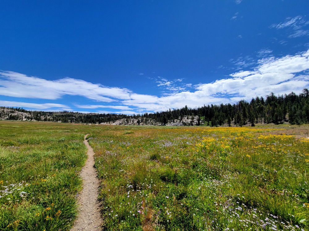 a narrow trail goes through a green meadow with patches of many different colors of flowers, rimmed by granite and short confers below a blue sky