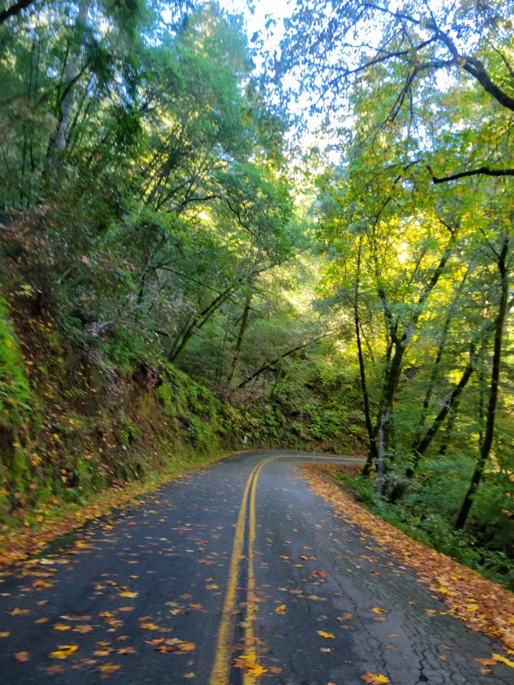 damp road covered in fallen bigleaf maple leaves with lots of very green ferns on the side of the road