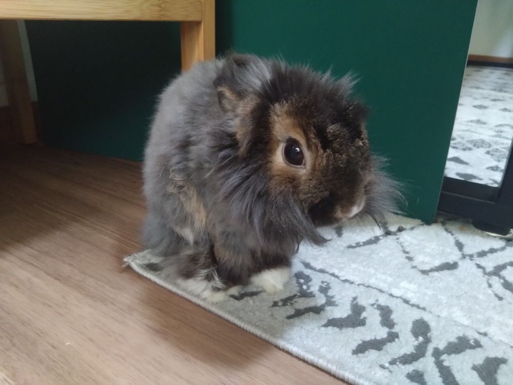 A small, fuzzy brown rabbit sitting