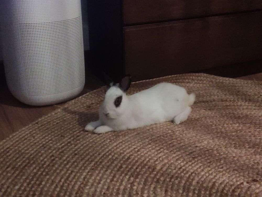 Dog (rabbit in dog pose)