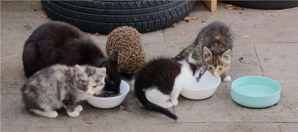 Schwarze(weiße) Mutti-Katze mit 3 ihrer 4 Kittens (1 verwaschen grauweißes, 1 getigertes "Füchs'chen" mit oranger Einfärbung & 1 schwarzweiß geflecktes) und einem Igel als tolerierten Gast an Futternäpfen
