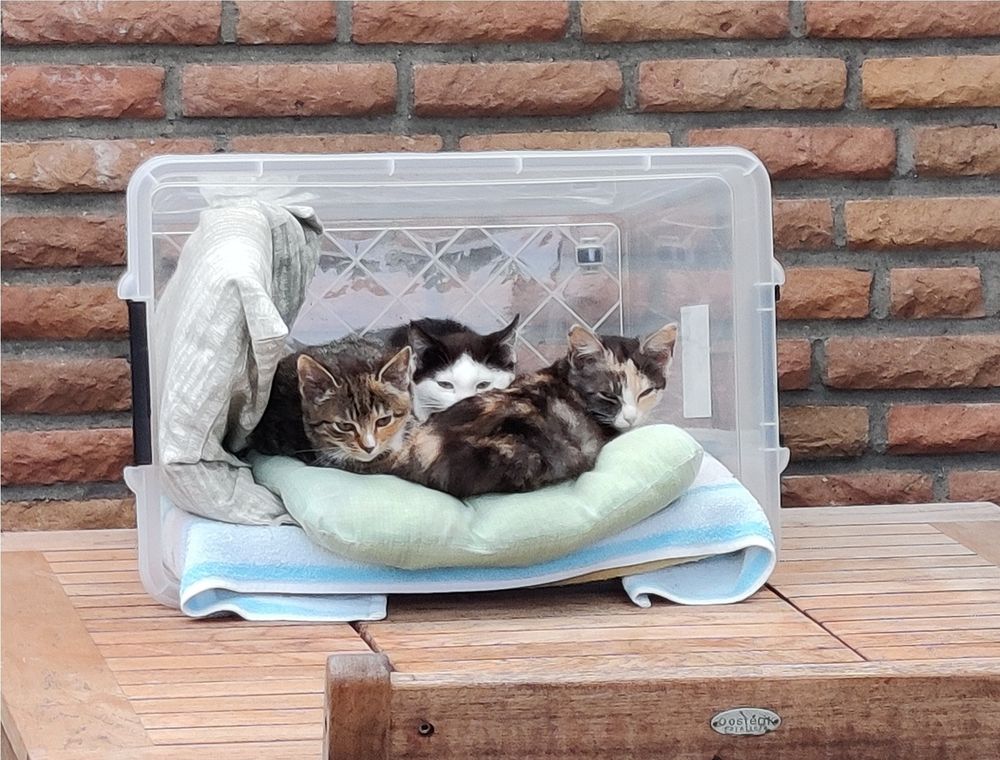 Mit Kissen und Decken gepolsterter Kunstoffcontainer draußen auf einem Gartentisch. Darin liegen drei junge Kätzchen aneinander gekuschelt und blicken sich müde um: Füchschen, Tony Fauchy (jr) und Checky Quinn (v.l.n.r)