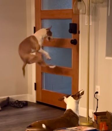 Small dog named Triscuit bounces several feet off the ground, near the front door and window, in anticipation of Mom’s arrival home 