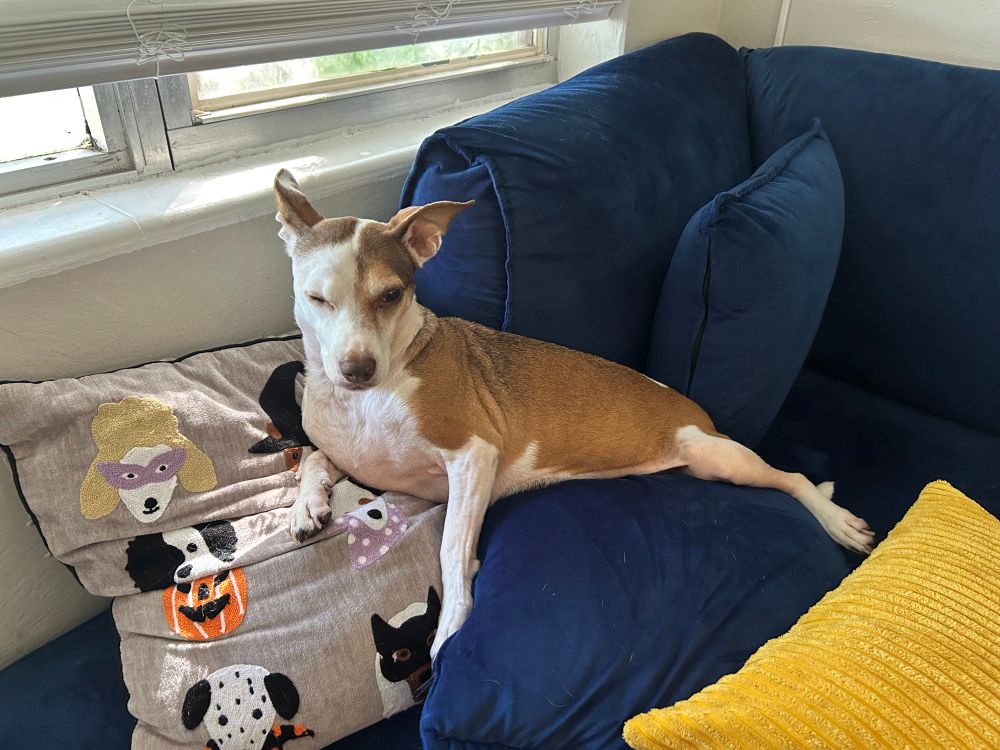 Crouton on the couch