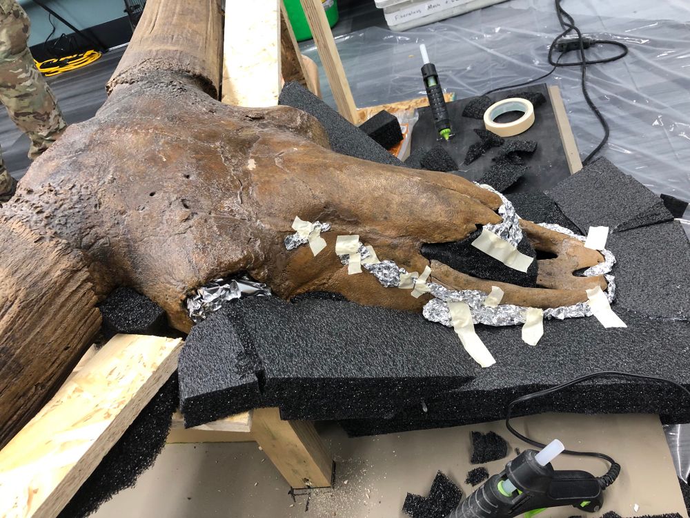 Bos “Bison” latifrons skull with foam and tin foil stuck into its eyes and nostrils. Safety first!