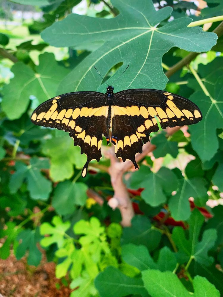 a black and yellow butterfly on a fig tree