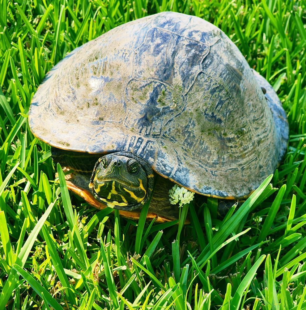 a turtle in tall grass with a clover flower next to its face