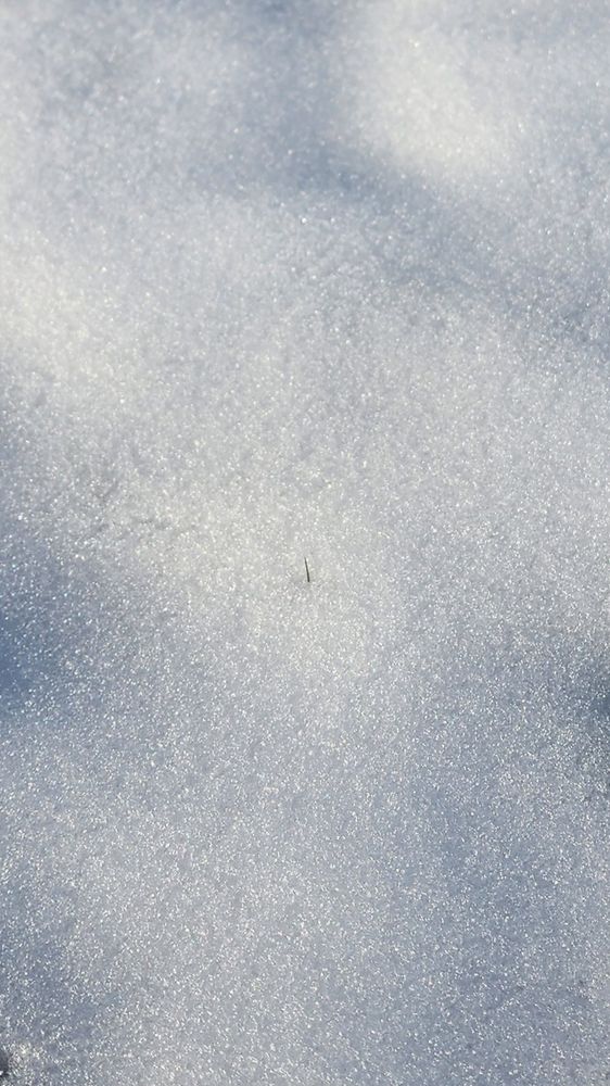 A tiny (almost imperceptible) blade of grass poking through a blanket of snow