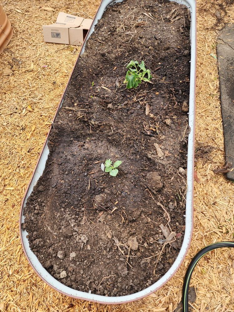 raised garden bed with watermelon and cucumber starters