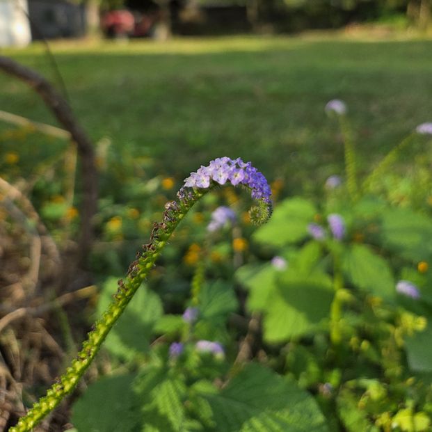 A slightly further away photo of turnstole, a curly, scorpion tail shaped plant with purple flowers