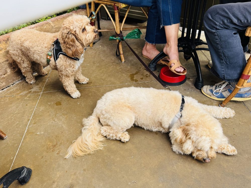The ultimate guide to dog-friendly dining in Mendocino County • The Mendocino Voice | Mendocino County, CA