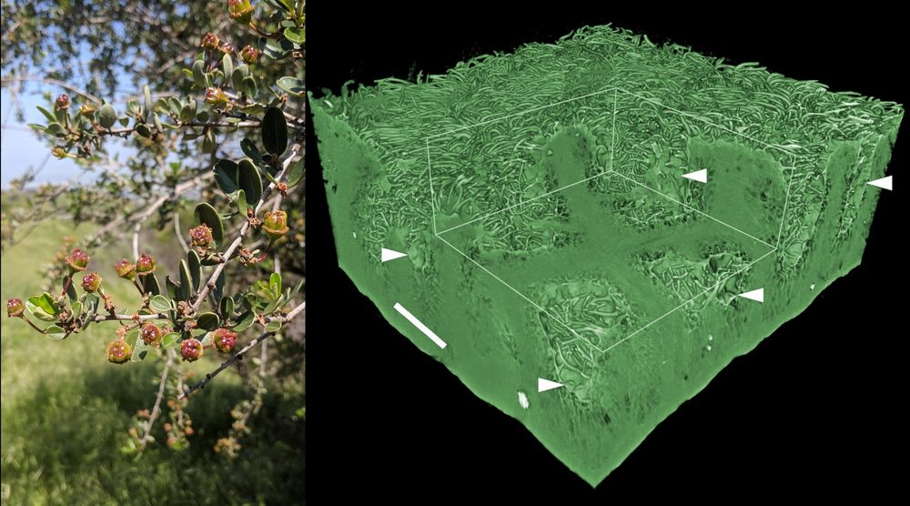 Left: Photo of a lilac shrub with reddish buds. Right: 3D microtomographic visualization of a Ceanothus megacarpus leaf (green cube with section cut away). White arrows indicate stomata, which are found exclusively within crypts, or indentations, in the leaf. A 200 µm scale bar is included.
