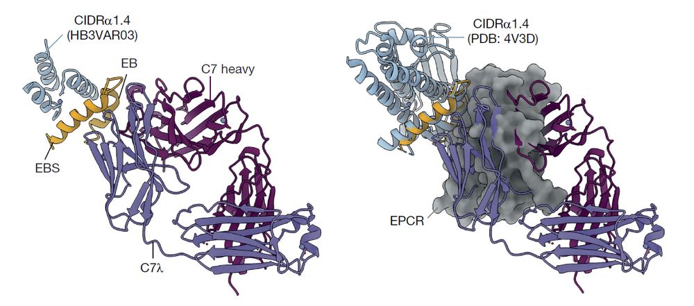 Left: A variant of the target domain for vaccines, CIDRα1.4 (light blue/yellow), in complex with a broadly reactive antibody, C7 (purple/maroon). Right: Superposition of the receptor protein, EPCR (gray surface), shows that C7 directly blocks the EPCR binding site (yellow helices), thus inhibiting the interaction responsible for severe malaria.