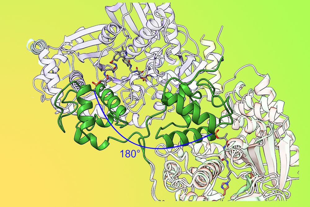 Ribbon diagram of a protein complex. The main protein structure is white, and the carrier protein (which passes amino acids to and from functional domains) is green. The carrier protein is shown at the beginning and end points of a 180° swing.