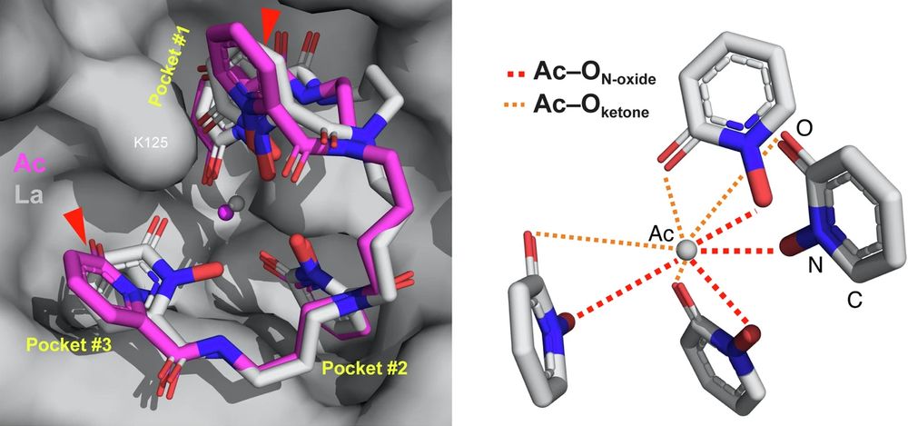 Left: Protein crystallography provided information about how actinium (magenta sphere, center) binds to a scaffold consisting of a synthetic molecule (magenta sticks) and a mammalian protein (gray surface). The structure when lanthanum (gray sphere and sticks) is substituted for actinium is shown for comparison. Right: Details of the interactions of the actinium with oxygen in the rings of the synthetic ligand.