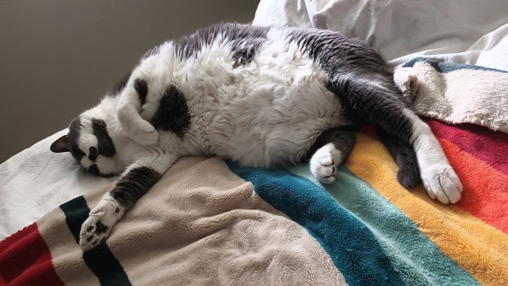 Thicc grey and white cat sleeping on a white comforter and red, orange, yellow, aqua, blue, black and beige striped fleece throw.