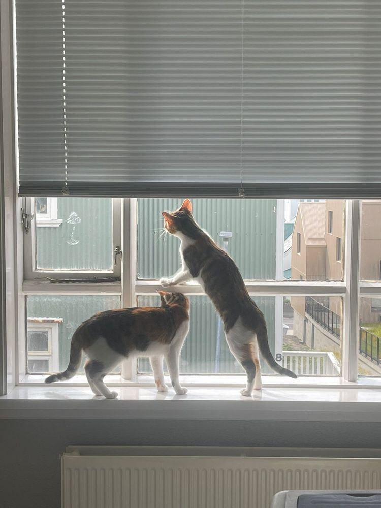 Cats. Two of them. Looking out the window.