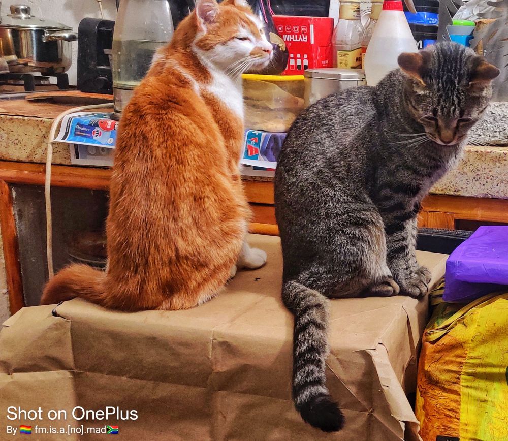 Me, Mophedi-Nyakallo 💙🐈‍⬛, and my middle brother, Zuko 💙🐈.