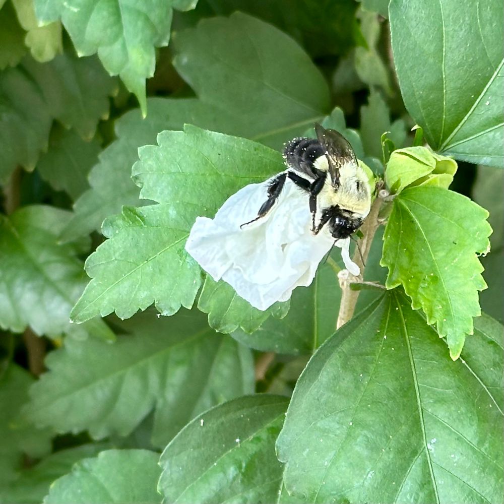 A bee with a pollen-y butt