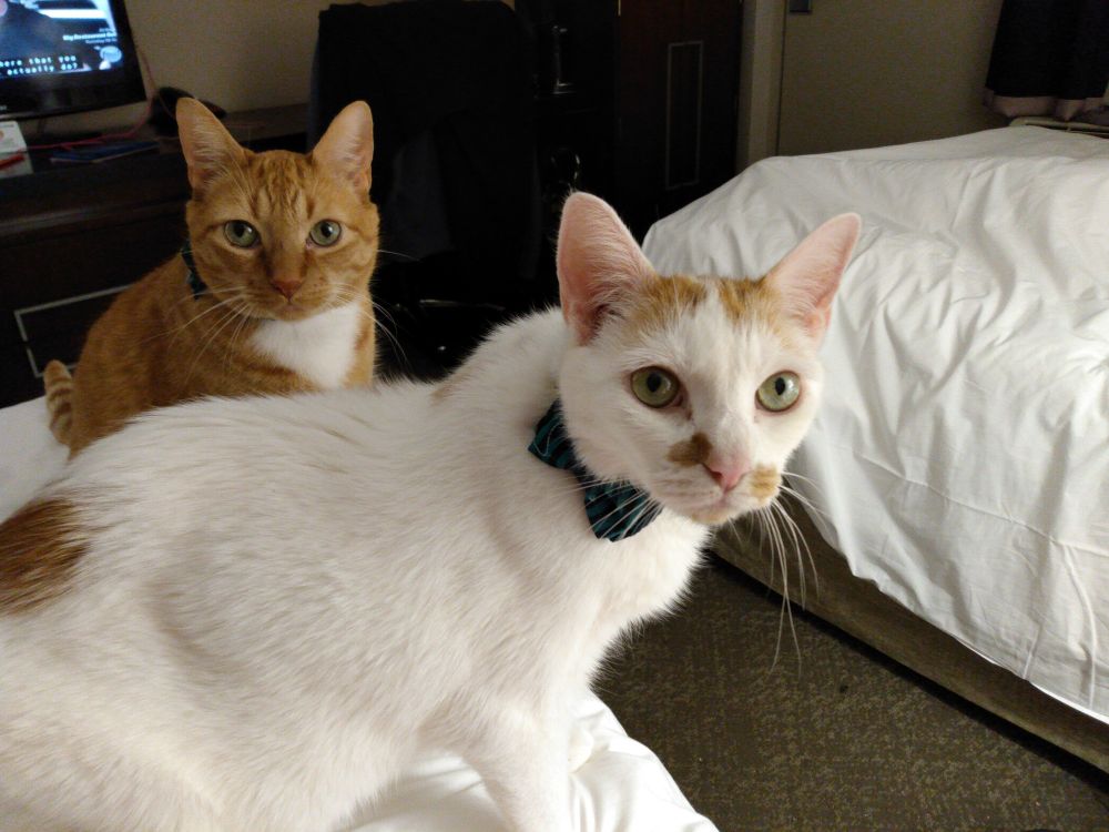 Miggy & T, 2 handsome boy cats