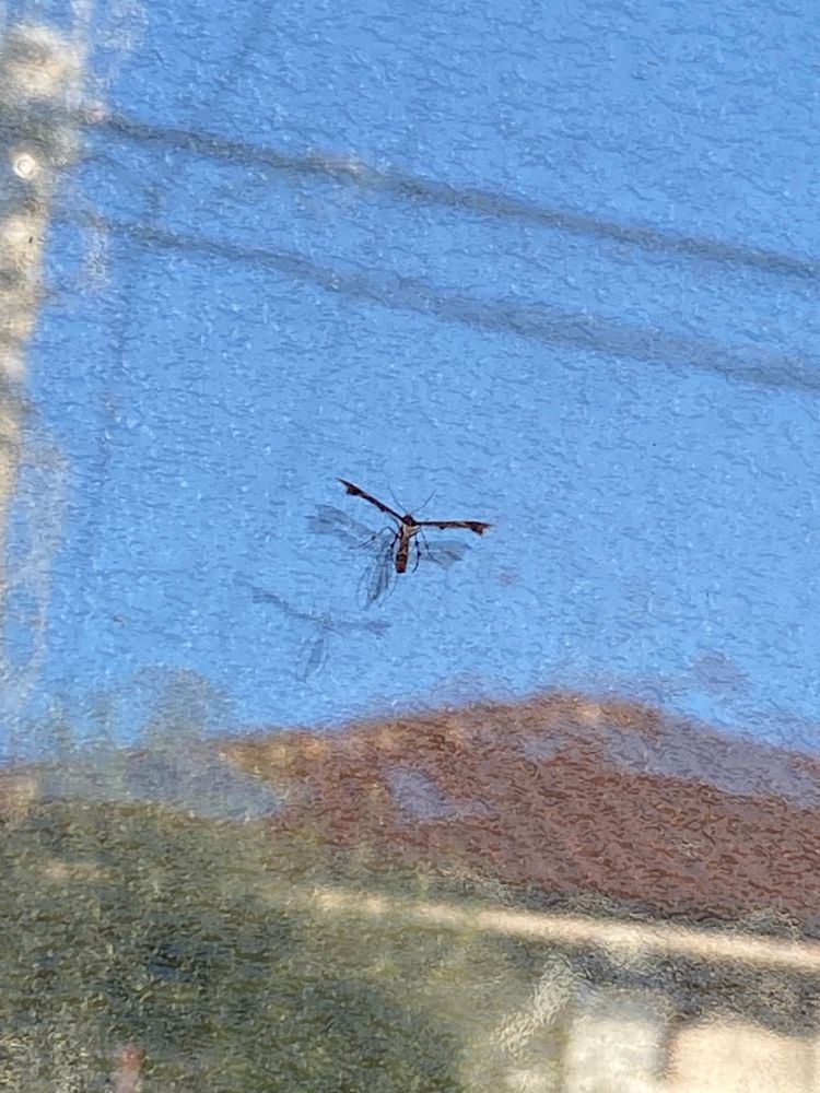 多分、窓ガラスにとまったトリバガ
羽を真横に畳んでいるため、T字のようなシルエットになっている