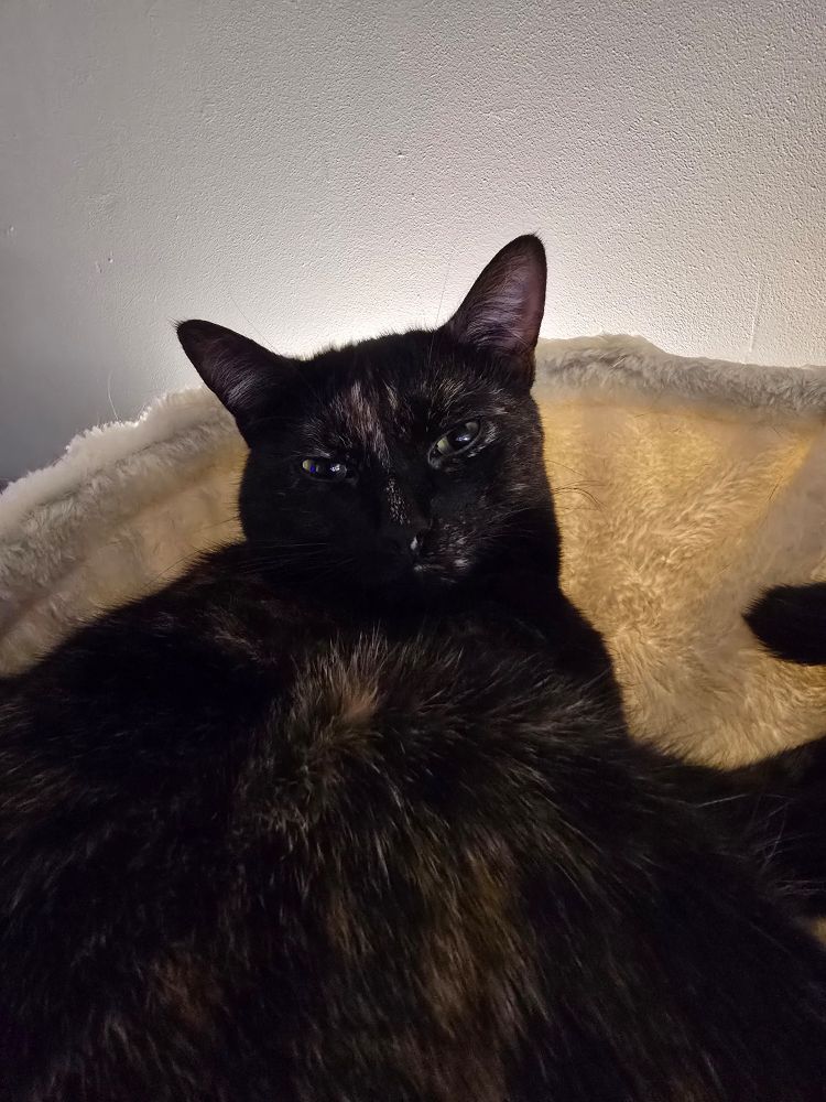 Sadie Mae the tortoise cat, 1 year home.