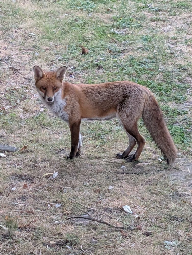 A vixen in a field, standing and looking left towards the camera.