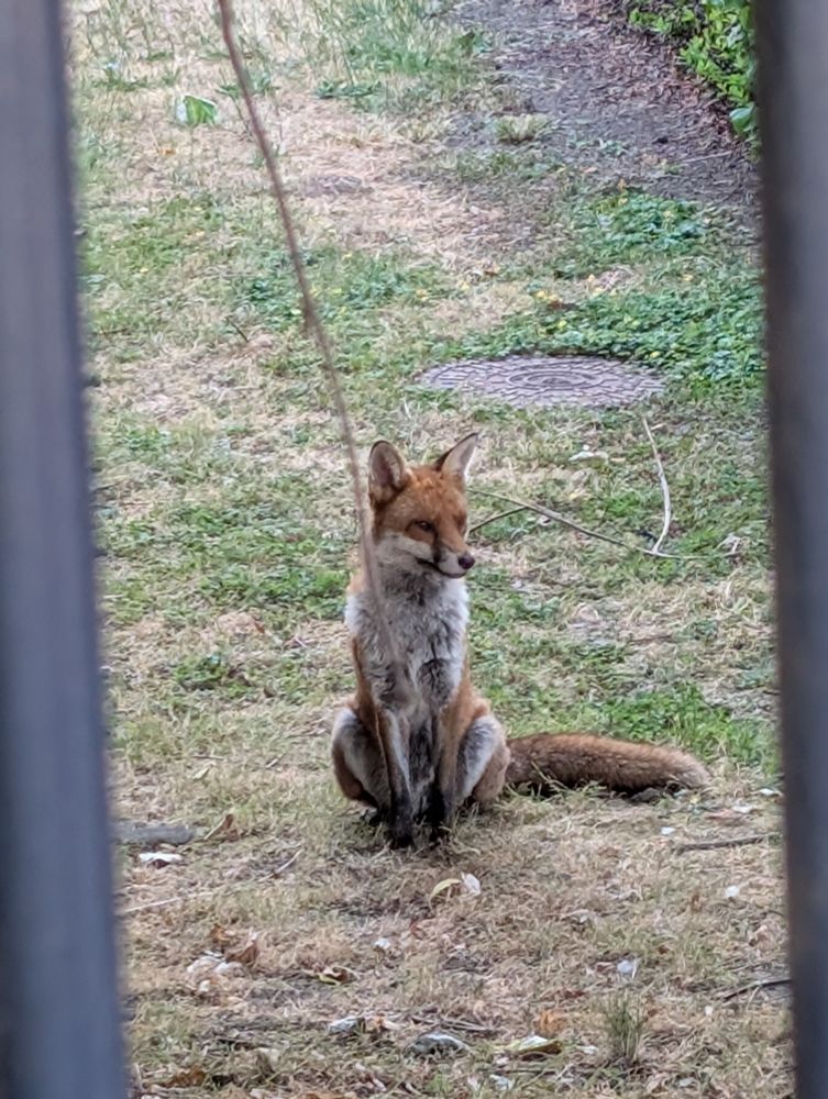 A vixen sitting in a field.