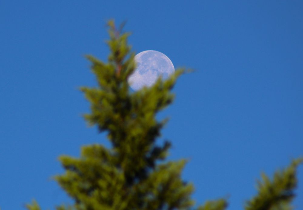 A pine tree of some sort, which has a kind of muppet look to it (minus the eyes!) appears to have an open mouth at the top, into which the moon has been snagged for a morning snack.... 