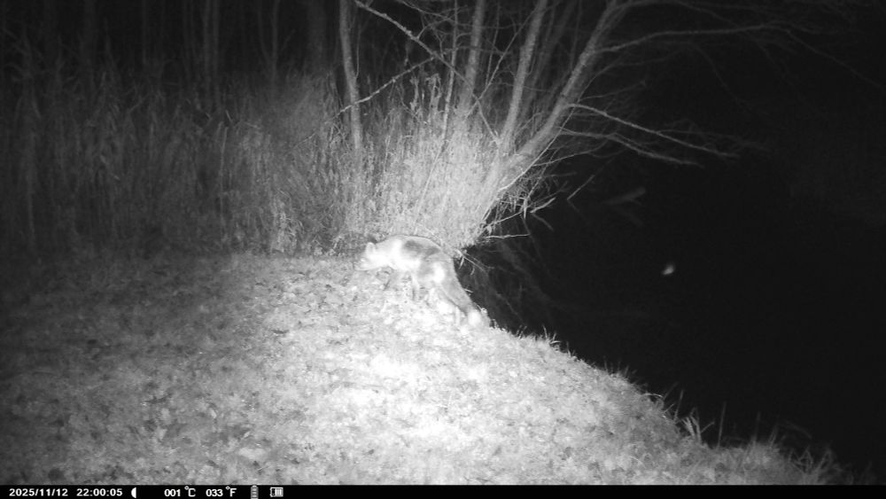 A night-vision trail camera image showing a fox walking near the edge of a small embankment beside a dark river. The animal is illuminated by infrared light, with trees and tall grasses faintly visible in the background.