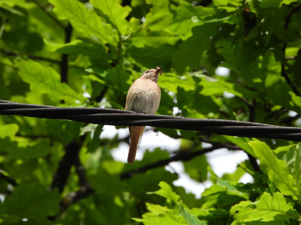 A female common redstart perches on a thick cable stretched across the frame. It’s holding a grub in its beak, staring upward with a focused yet blank expression. Bright green oak leaves form a vivid backdrop.