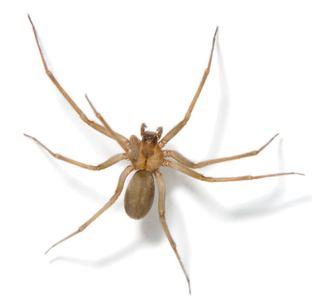 A picture of a brown recluse spider showing aggression