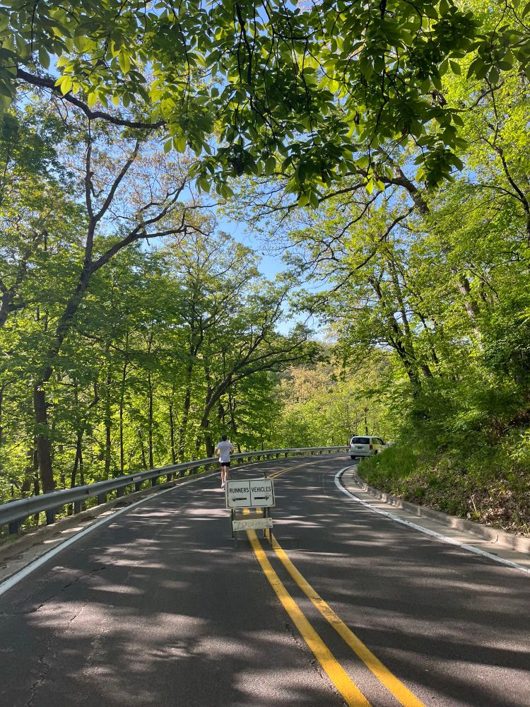 A tree canopy viewed from the middle of a roadway