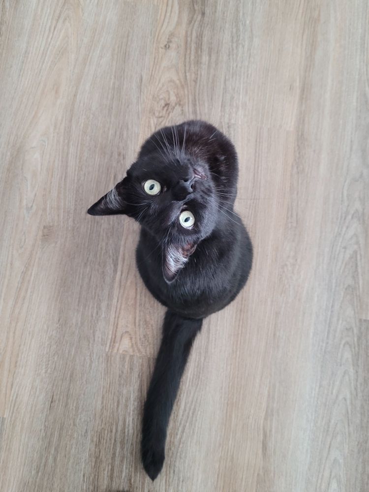 Black cat sitting and looking straight up and making eye contact with the camera. The tongue is poking out just a little. 