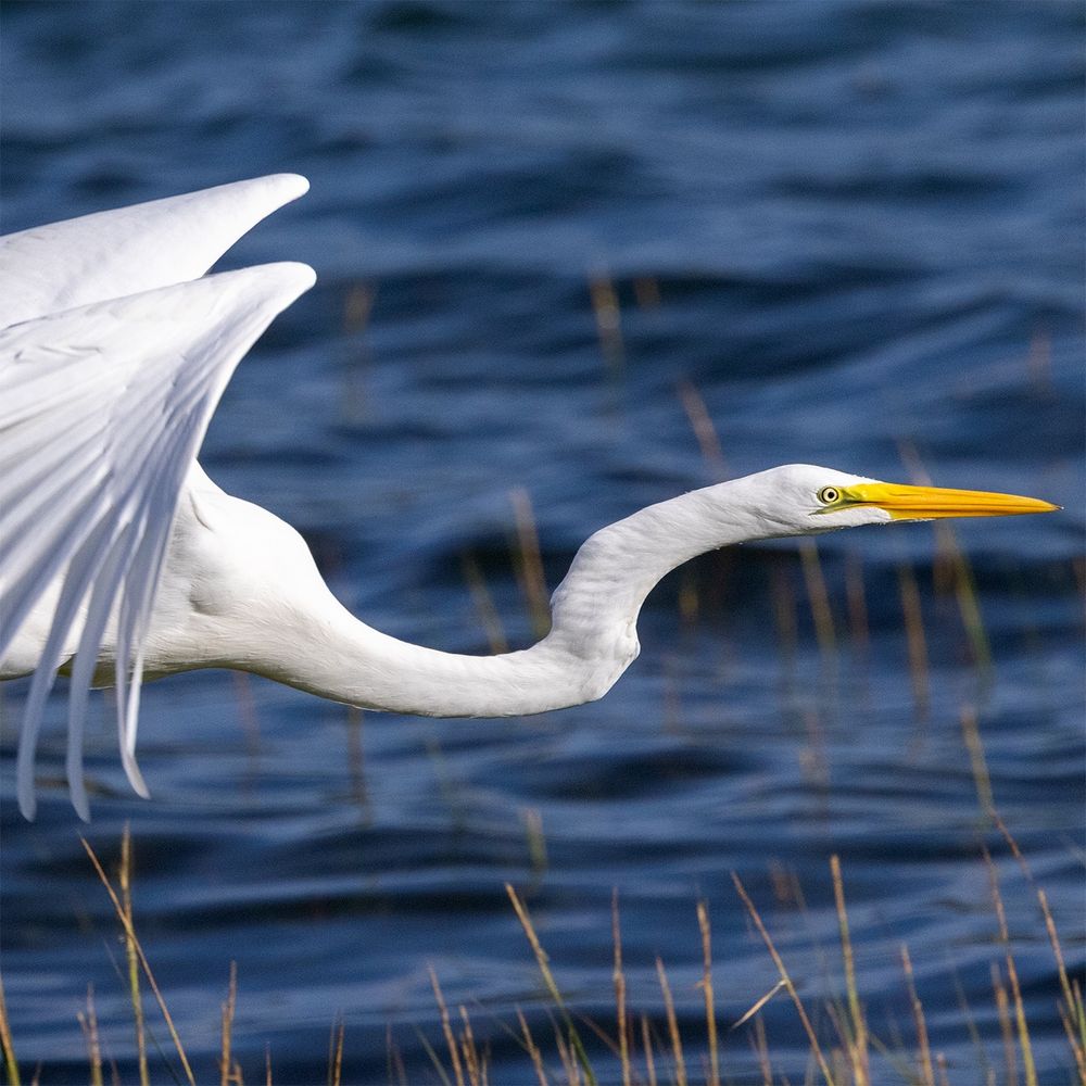 Close up of a White egret in motion preparing for a landing by the estuary.