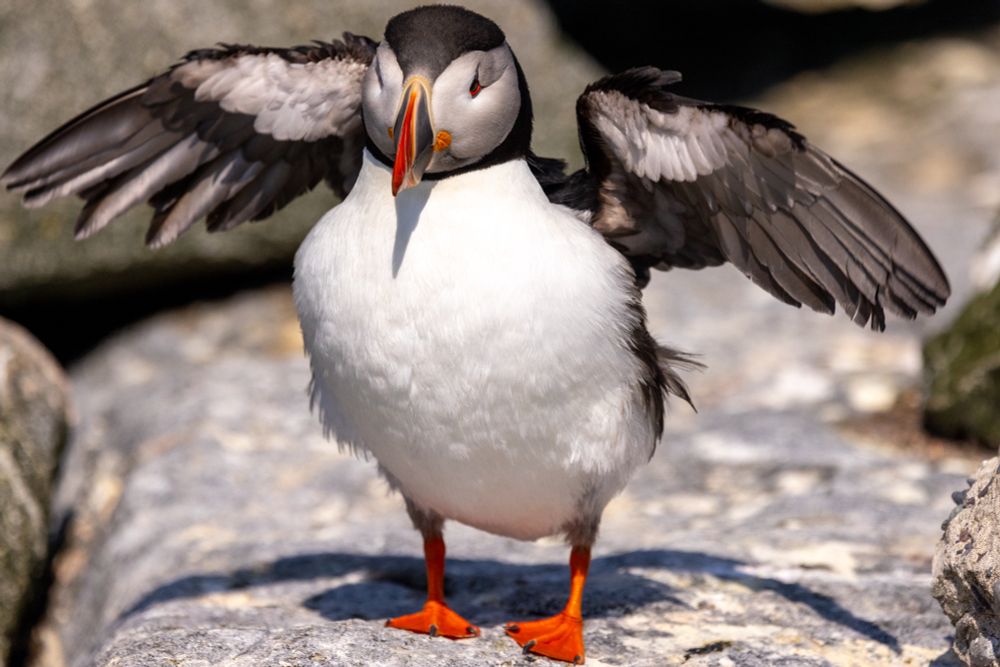 A puffin stretching it’s wings