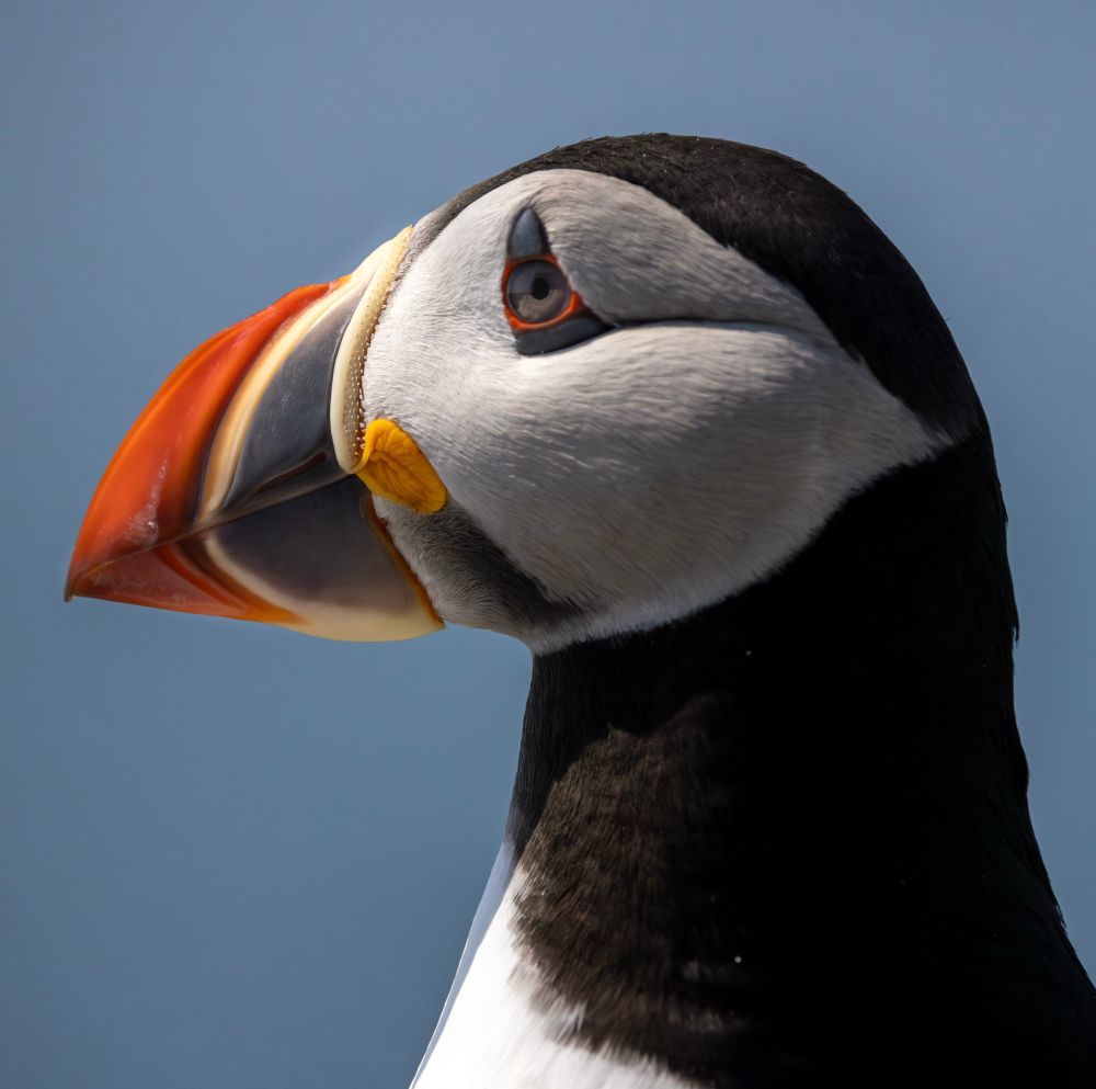 XCU of puffin
