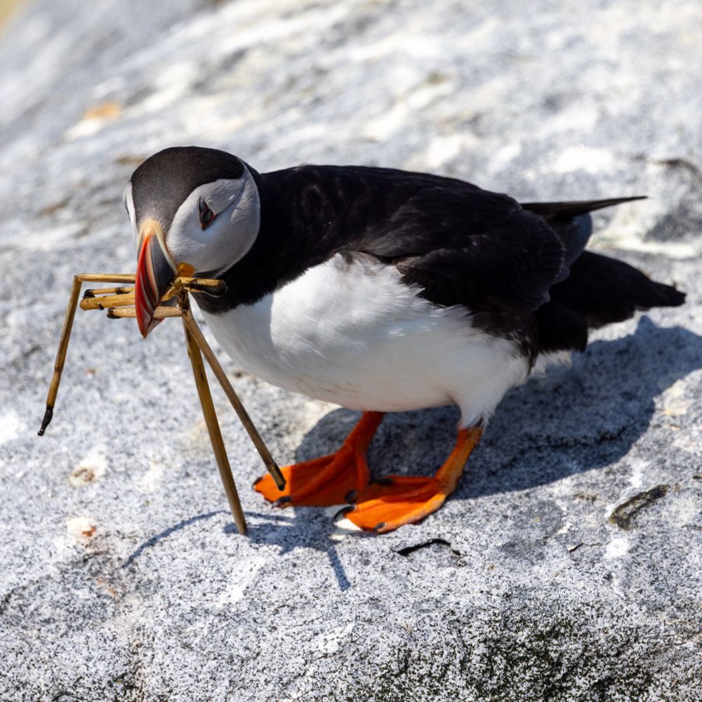 A puffin building a nest
